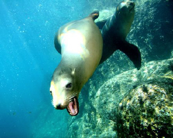 A friendly Sea Lion in the Sea of Cortez, Mexico by Michael Madelung 